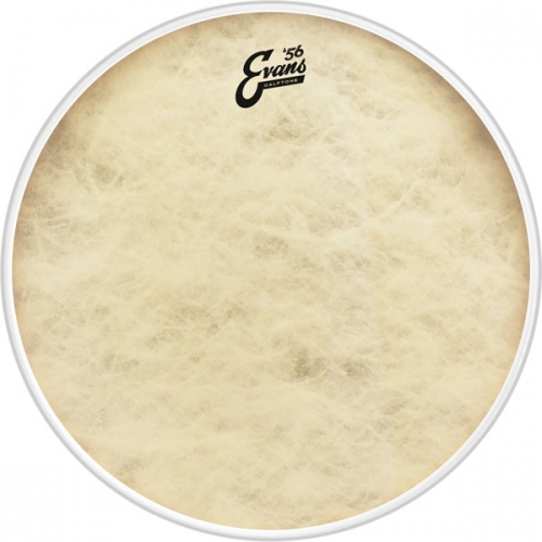 Evans BD20CT Calftone blna na buben